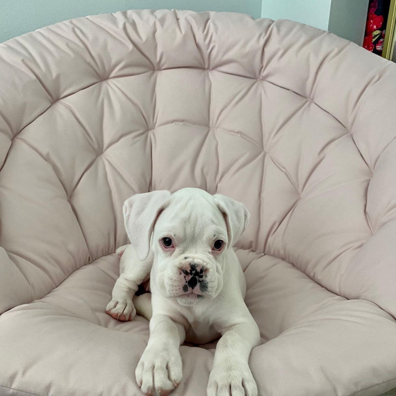 Boxer Puppy Sassy 2